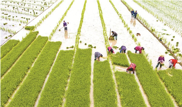 四川大竹:種業(yè)強"芯"繪豐年_人民號