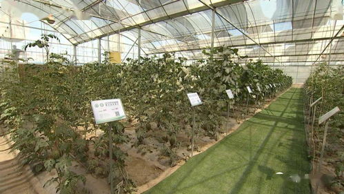 張鴻檢查指導第三屆酒泉現代種業博覽會暨特色農產品推介會籌備情況