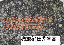 河北滄州北欒種子權威代理商家--河北泰發(fā)種業(yè)_農(nóng)副產(chǎn)品_世界工廠網(wǎng)