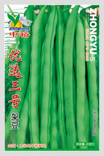 供應優(yōu)選三號 菜豆種子,山西省太谷縣中裕種業(yè)公司&ndash;