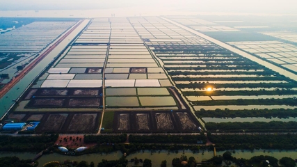 南沙種業(yè)企業(yè)創(chuàng)佳績(jī),兩項(xiàng)目入選&ldquo;智威杯&rdquo;決賽