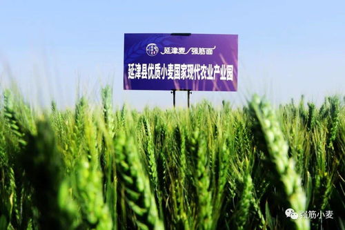 歲歲冬至，種業新篇